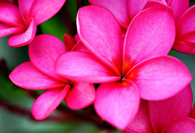 Free download plumeria flora flower nature free picture to be edited with GIMP free online image editor