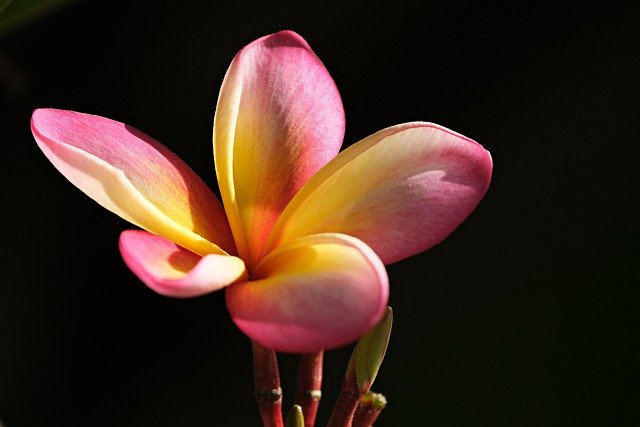 Free download plumeria flower frangipani free picture to be edited with GIMP free online image editor