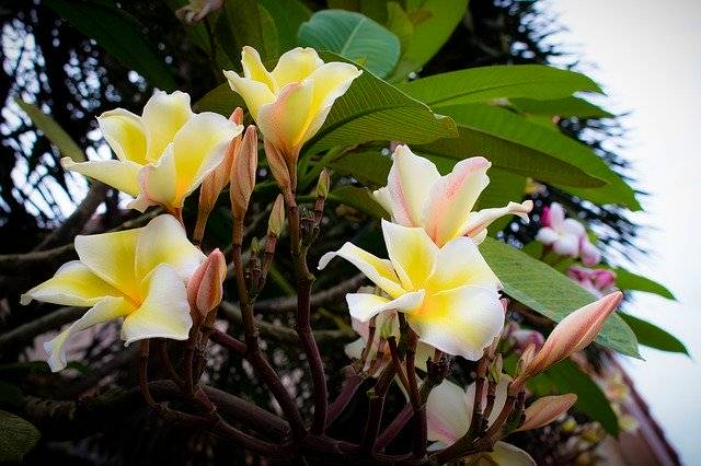 Kostenloser Download Plumeria Flower Thailand Flowers - kostenloses Foto oder Bild zur Bearbeitung mit GIMP Online-Bildbearbeitung