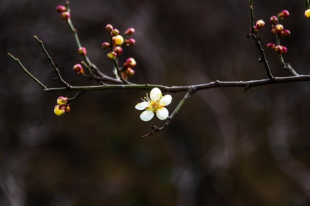 Ücretsiz indir Plum Spring Flowers Republic Of - GIMP çevrimiçi resim düzenleyici ile düzenlenecek ücretsiz fotoğraf veya resim