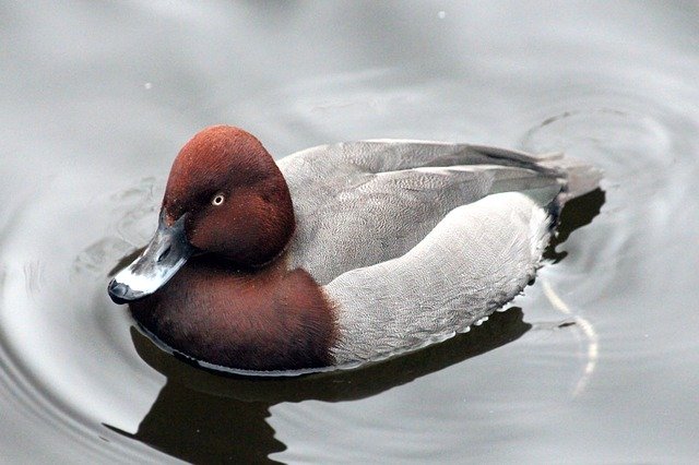 Free download pochard duck dive pond nature free picture to be edited with GIMP free online image editor