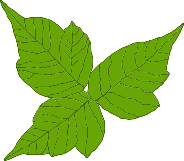 Free download Poison Ivy Itch Danger - Free vector graphic on Pixabay free illustration to be edited with GIMP free online image editor