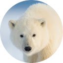 Polar Bear Wallpaper New Tab  screen for extension Chrome web store in OffiDocs Chromium