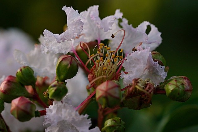 Free download pollen pistil flower botany bloom free picture to be edited with GIMP free online image editor