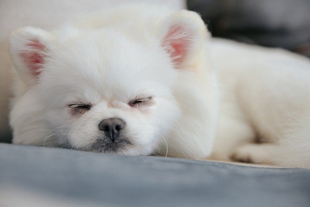 Free download pomeranian dog pet canine animal free picture to be edited with GIMP free online image editor