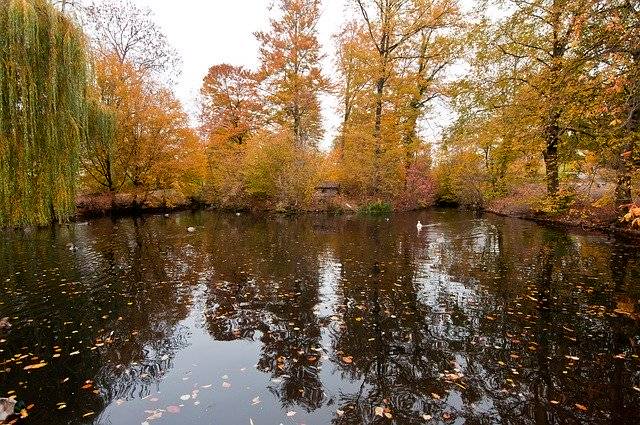 免费下载 Pond Autumn Ducks - 可使用 GIMP 在线图像编辑器编辑的免费照片或图片