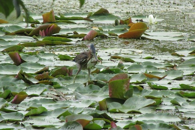 ดาวน์โหลดฟรี Pond Bird Frog - ภาพถ่ายหรือรูปภาพฟรีที่จะแก้ไขด้วยโปรแกรมแก้ไขรูปภาพออนไลน์ GIMP