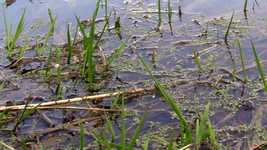 Free download Pond Water Nature free photo template to be edited with GIMP online image editor