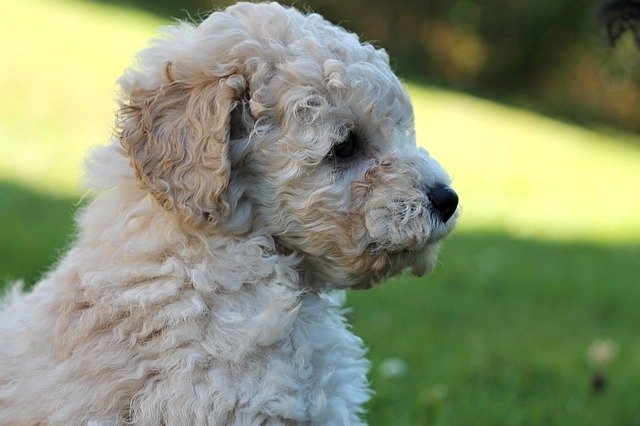 বিনামূল্যে ডাউনলোড করুন Poodle White Dog - বিনামূল্যে ছবি বা ছবি GIMP অনলাইন ইমেজ এডিটর দিয়ে সম্পাদনা করতে হবে