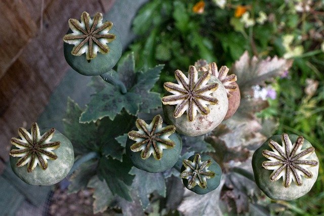 Free download poppies plants seed head pattern free picture to be edited with GIMP free online image editor