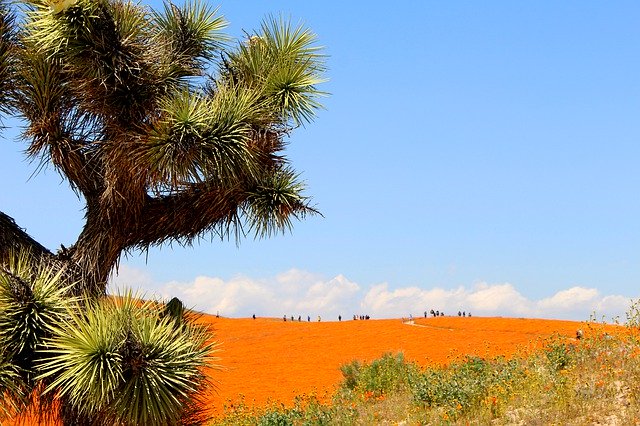 دانلود رایگان Poppies Superbloom Desert - عکس یا تصویر رایگان قابل ویرایش با ویرایشگر تصویر آنلاین GIMP