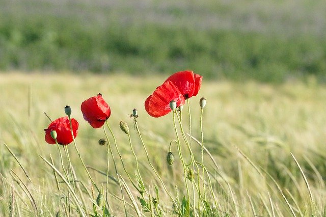 הורדה חינם Poppy Barley Field Nature - תמונה או תמונה בחינם לעריכה עם עורך התמונות המקוון GIMP