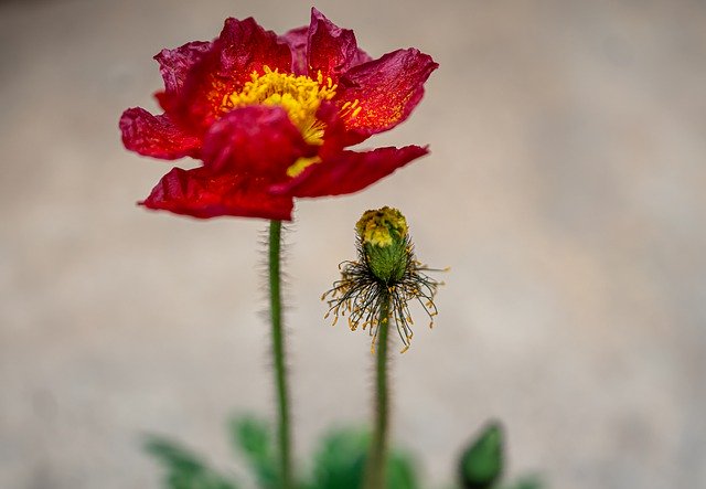 Free download poppy bloom blossom klatschmohn free picture to be edited with GIMP free online image editor