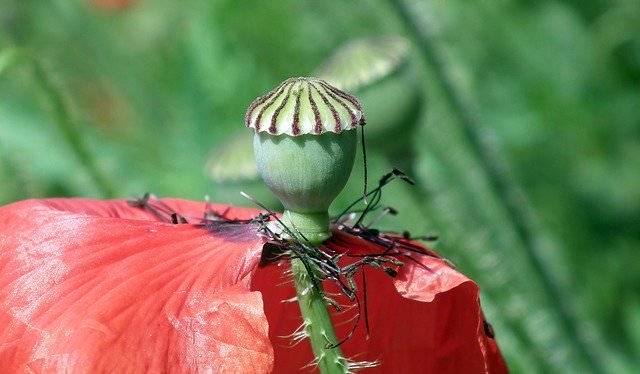 Скачать бесплатно Poppy Flower Makowka - бесплатное фото или изображение для редактирования с помощью онлайн-редактора изображений GIMP