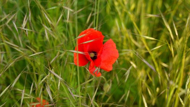 ดาวน์โหลดฟรี Poppy Meadow Nature - รูปถ่ายหรือรูปภาพฟรีที่จะแก้ไขด้วยโปรแกรมแก้ไขรูปภาพออนไลน์ GIMP