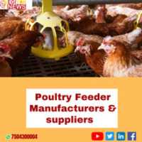 Free download Poultry Feeder Manufacturers  & suppliers  | Egiyok News free photo or picture to be edited with GIMP online image editor