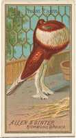 Allen & Ginter Cigarettes ブランドの Birds of America シリーズ (N4) の Pouter Pigeon を無料ダウンロード GIMP オンライン画像エディターで編集できる無料の写真または画像