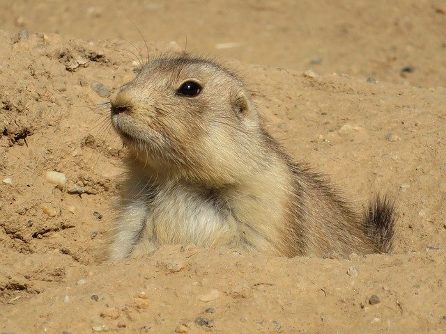 免费下载 Prairie Dog Animal Nature - 免费免费照片或图片，使用 GIMP 在线图像编辑器进行编辑