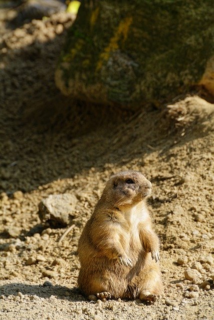 Free download prairie dog sand sit mammal animal free picture to be edited with GIMP free online image editor