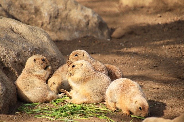 Free download prairie dogs animals zoo mammalian free picture to be edited with GIMP free online image editor