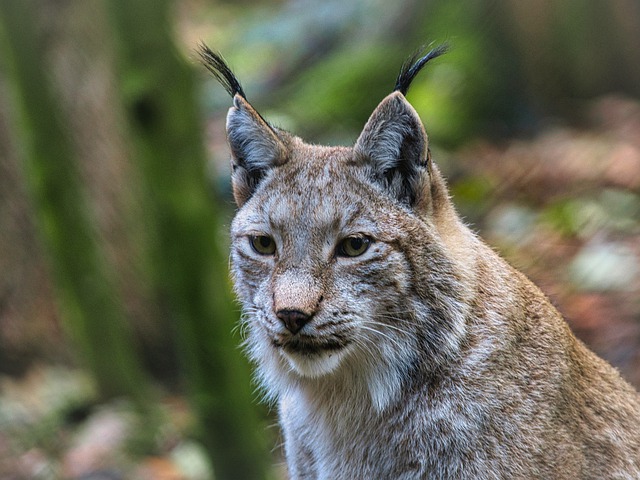 Free download predator lynx wildcat head face free picture to be edited with GIMP free online image editor