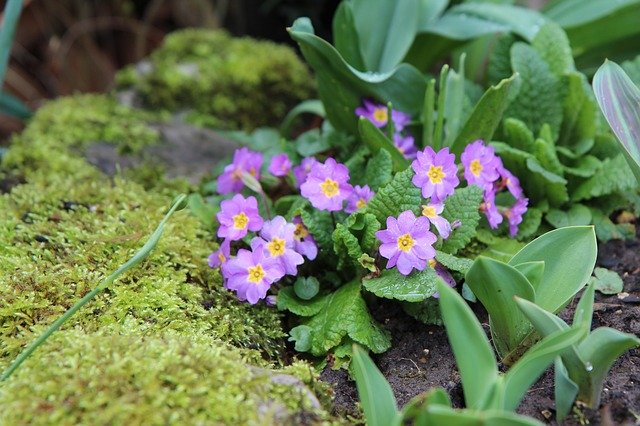 Téléchargement gratuit de Primrose Flowering Foam - photo ou image gratuite à éditer avec l'éditeur d'images en ligne GIMP