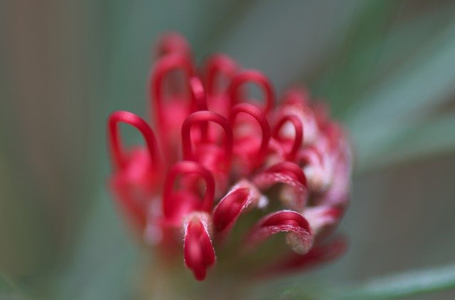 Скачать бесплатно Protea Flower Bloom - бесплатное фото или изображение для редактирования с помощью онлайн-редактора изображений GIMP