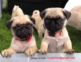 Free download Pug Pup Hom free photo or picture to be edited with GIMP online image editor