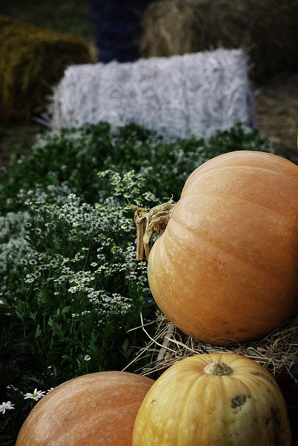 Free download pumpkin seasonal vegetable organic free picture to be edited with GIMP free online image editor