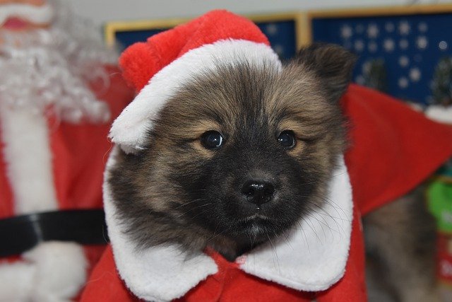 Free download puppy in christmas dog free picture to be edited with GIMP free online image editor