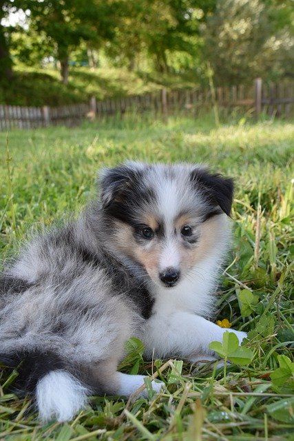 Free download puppy sheltie dog pet animals free picture to be edited with GIMP free online image editor