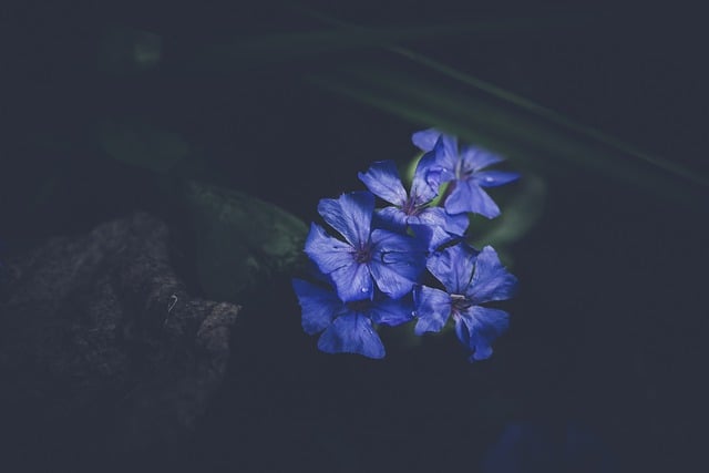 Libreng pag-download ng mga lilang bulaklak violet na bulaklak libreng larawan na ie-edit gamit ang GIMP na libreng online na editor ng imahe