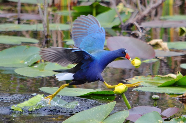 Free download purple gallinule bird florida usa free picture to be edited with GIMP free online image editor