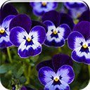 Purple Pansy  screen for extension Chrome web store in OffiDocs Chromium