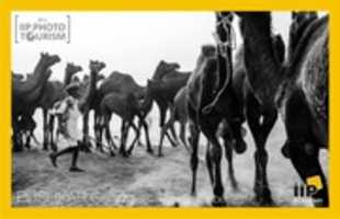 Free download Pushkar Fair 2016-Photography Expedition free photo or picture to be edited with GIMP online image editor