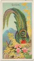 Free download Quetzal, from the Birds of the Tropics series (N5) for Allen & Ginter Cigarettes Brands free photo or picture to be edited with GIMP online image editor