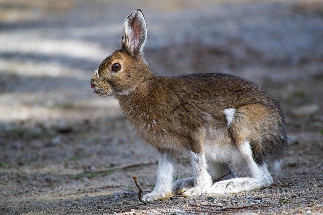 Free download rabbit bunny animal long eared free picture to be edited with GIMP free online image editor