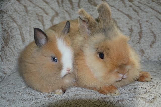 Free download Rabbits Dwarf Male Rabbit free photo template to be edited with GIMP online image editor