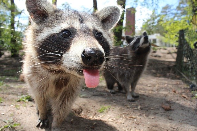 Free download raccoon animal cute naughty racoon free picture to be edited with GIMP free online image editor