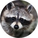 Raccoon Wallpaper New Tab  screen for extension Chrome web store in OffiDocs Chromium