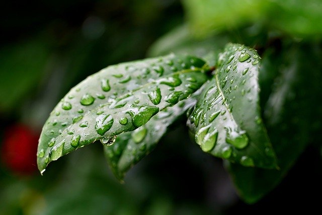 Free download rain drops leaves drops nature free picture to be edited with GIMP free online image editor