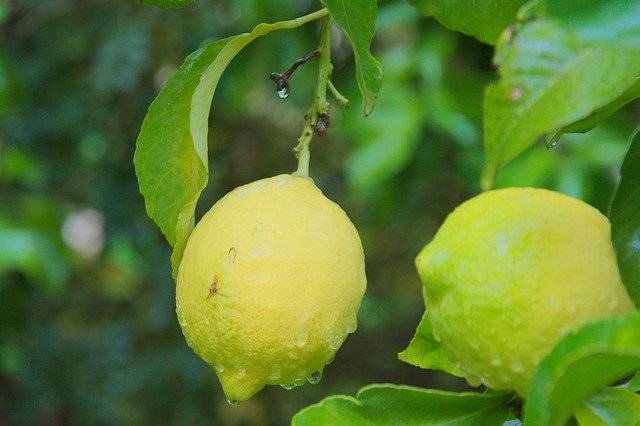 Téléchargement gratuit Rain Lemon Plant - photo ou image gratuite à éditer avec l'éditeur d'images en ligne GIMP