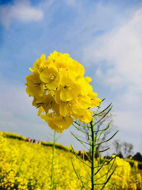 Безкоштовно завантажити Rape Flowers Field Flower - безкоштовне фото або зображення для редагування в онлайн-редакторі зображень GIMP