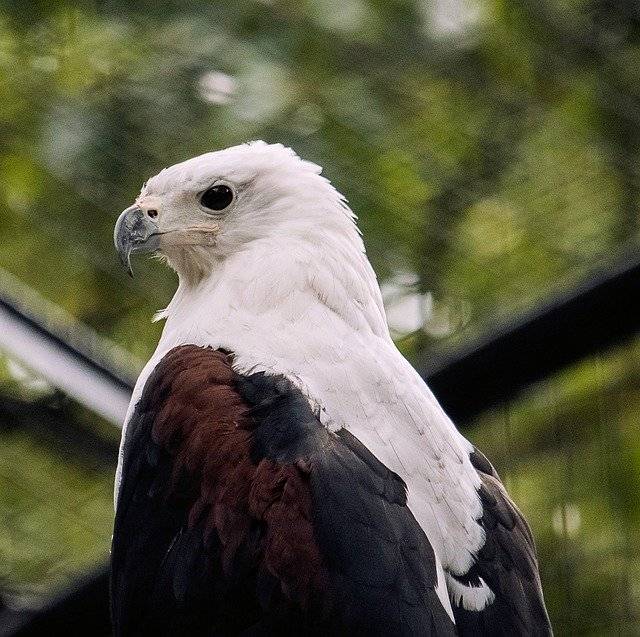 Raptor Bird Animal 무료 다운로드 - 무료 사진 또는 GIMP 온라인 이미지 편집기로 편집할 사진