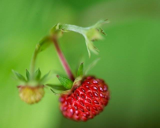 ดาวน์โหลดเทมเพลตรูปภาพฟรี Raspberry Nature Fruit ฟรีเพื่อแก้ไขด้วยโปรแกรมแก้ไขรูปภาพออนไลน์ GIMP