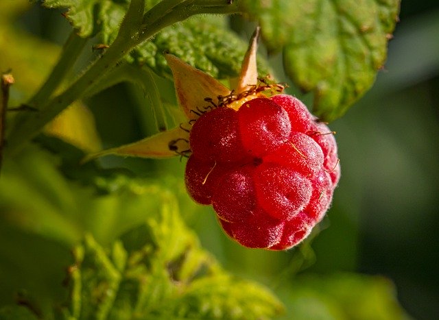 Scarica gratuitamente un'immagine gratuita di foglie di natura di frutti rossi lampone da modificare con l'editor di immagini online gratuito GIMP