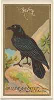 Free download Raven, from the Birds of America series (N4) for Allen & Ginter Cigarettes Brands free photo or picture to be edited with GIMP online image editor