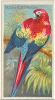 Free download Red and Blue Macaw, from the Birds of the Tropics series (N5) for Allen & Ginter Cigarettes Brands free photo or picture to be edited with GIMP online image editor