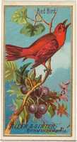 Free download Red Bird, from the Birds of America series (N4) for Allen & Ginter Cigarettes Brands free photo or picture to be edited with GIMP online image editor