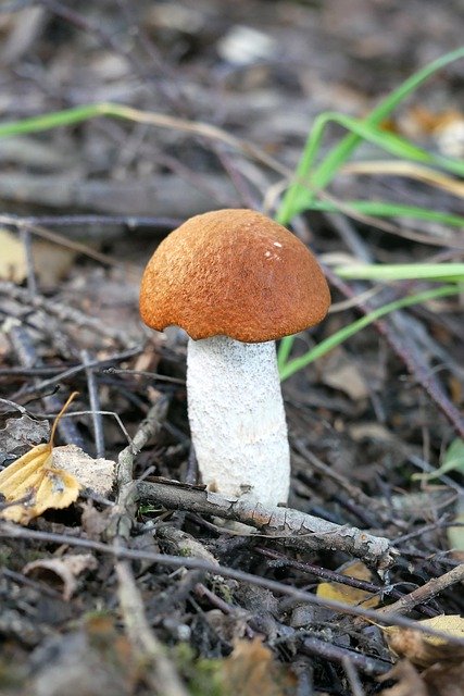 Free download red cap leccinum aurantiacum oak red free picture to be edited with GIMP free online image editor